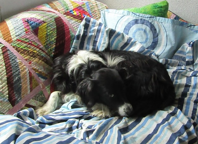 Dog on the sofa