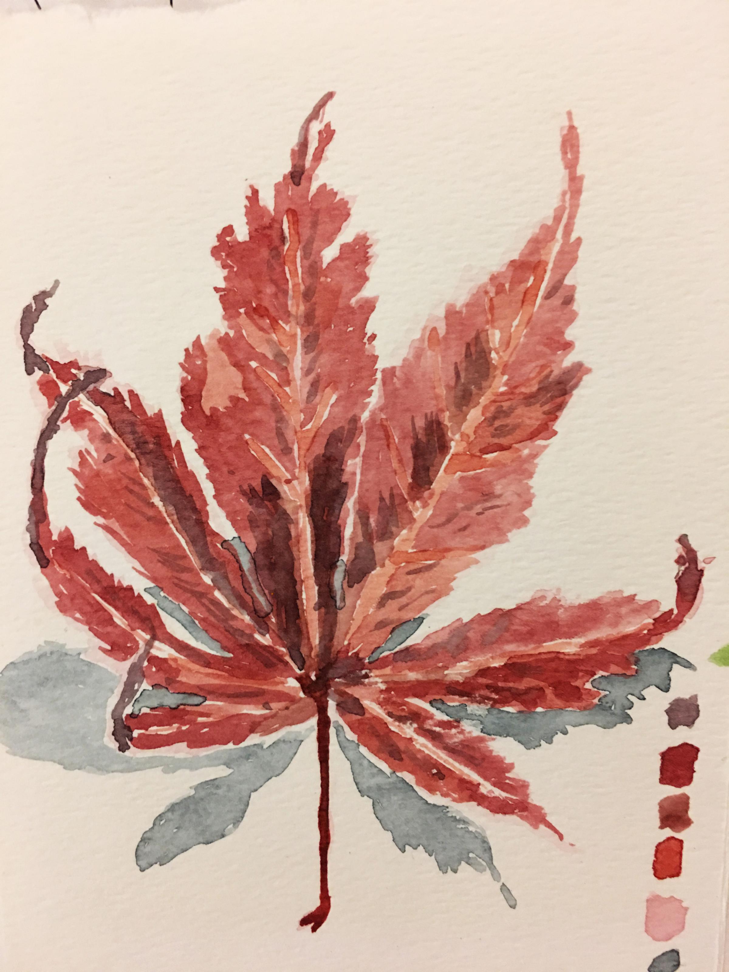 Watercolour drawing of a red maple leaf by Gillian Cooper