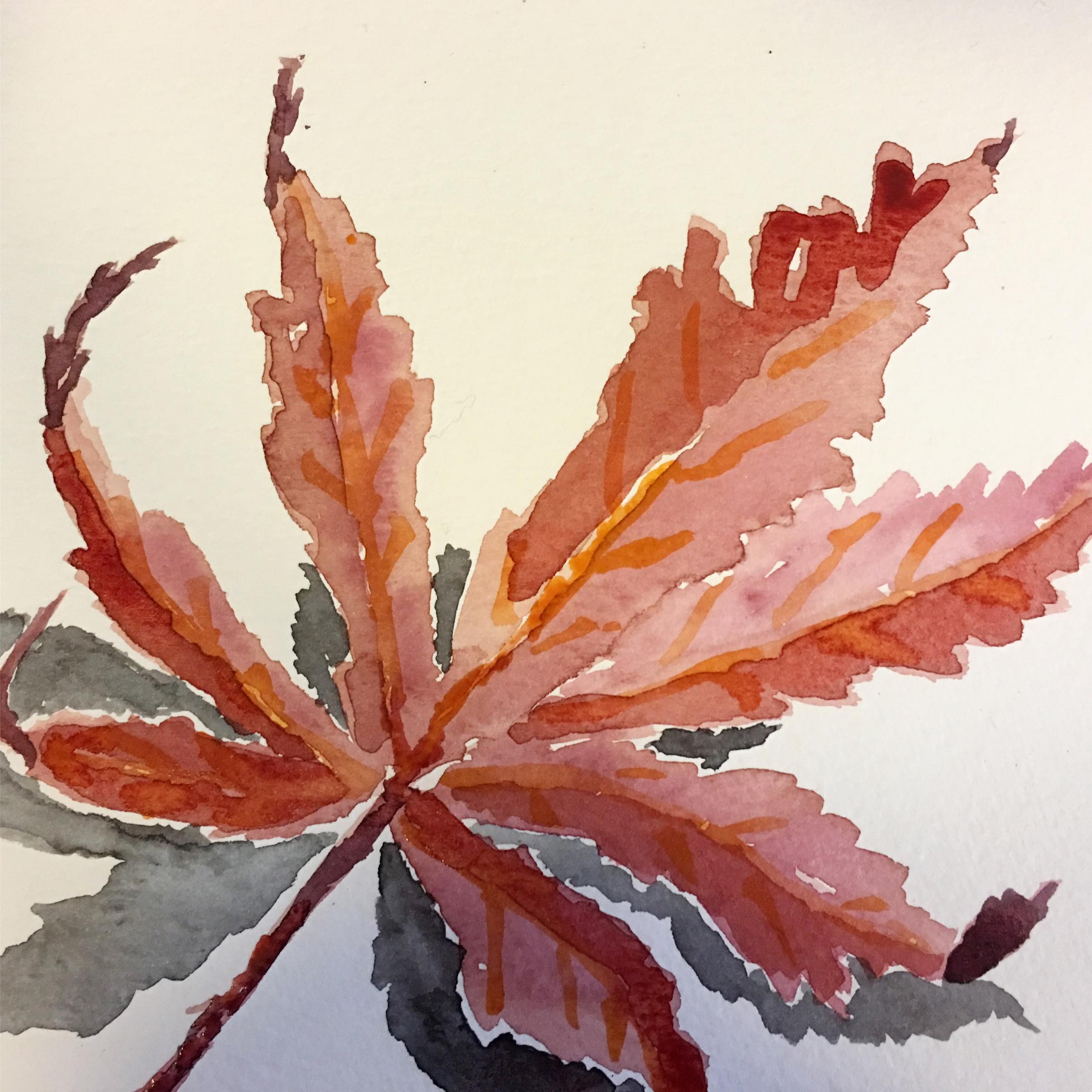 Watercolour drawing of a red maple leaf with a grey shadow by Gillian Cooper